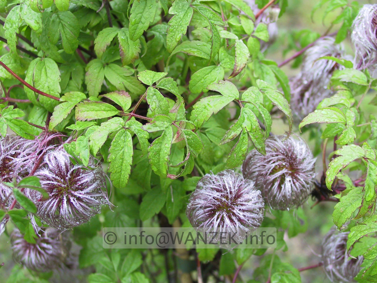 Clematis alpina - Fruchtstaende.JPG